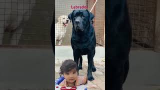 Black Labrador Dog is LOYAL and SMART cute baby black Labrador loyaldog cutedog viraldog [upl. by Linad729]