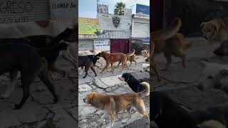 Perros en la calle [upl. by Tyson]