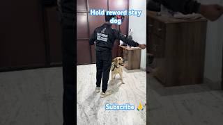 🐕Labrador🐕training hold reword command stay take it reword release dog shorts pets youtubeshorts [upl. by Gotthard]