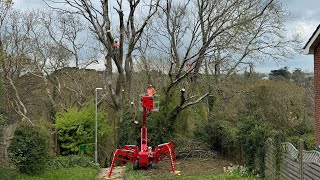 How many Arborists can you spot [upl. by Dionisio]