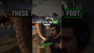 From Prey to Predator The Incredible Growth and Impact of Anacondas  Paul Rosolie amp Joe Rogan jre [upl. by Nollahp]