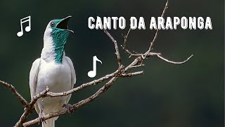 Canto da Araponga  Barethroated Bellbird Singing  Procnias Nudicollis [upl. by Naejamron]