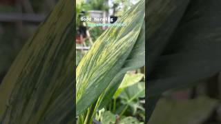 epi amplissimum variegated epi garden houseplants plants [upl. by Hsevahb]