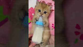 cute cats baby kitten cute moment❤️💕hellomochi cat cute kitten kucing kitty cats mochicat [upl. by Nissy]