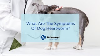 What Are The Symptoms Of Dog Heartworm [upl. by Llohcin]