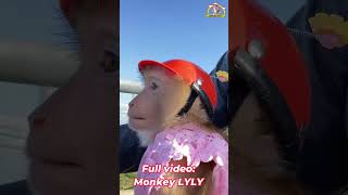 Monkey Lyly excitedly prepares to go to the market with her mother shorts youtubeshorts virals [upl. by Leiahtan]