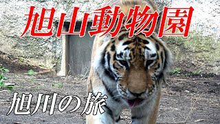 旭川のプチ旅行～旭山動物園編 ４Ｋ [upl. by Annabelle]