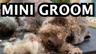 Lagotto Romagnolo Mini groom [upl. by Gregg]