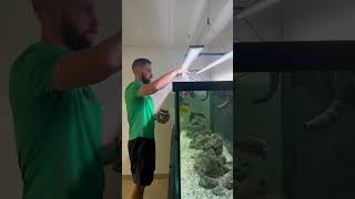 Feeding the African Cichlid Tank [upl. by Arelc]