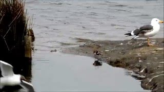 Turnstone at Woolston Eyes May 2016 [upl. by Ihdin680]