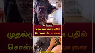 முதல்முறையாக பதில் சொன்ன தெய்வானை  thiruchendur  elephant  shorts [upl. by Namie878]