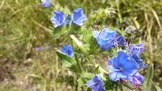 Echium vulgare Erba viperina [upl. by Nydroj]