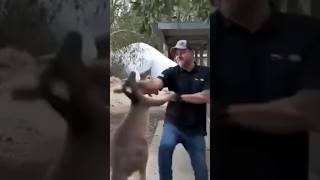 Human and kangaroo battle🥶 battle human kangaroo fight bossfight [upl. by Aizti]