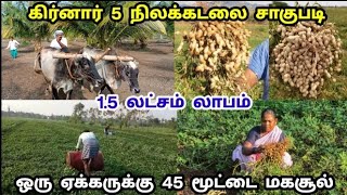 கிர்னார் 5 வேர்க்கடலை சாகுபடி  100 நாளில் 15 லட்சம் லாபம்  Girnar 5 Groundnut seeds  Tamil [upl. by Paco471]