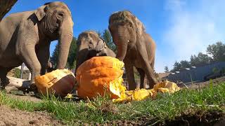 Giant Elephants Smash Giant Pumpkins [upl. by Iphigenia]