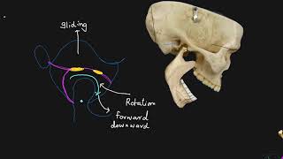 jaw joint 2 movement and applied anatomy [upl. by Brendis40]