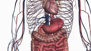 STOMACH AND BONES  HEAL AND RESET  MORPHIC FIELD [upl. by Adnahsar686]