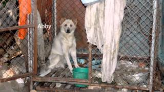 Care for Dogs BeforeAfter Video October 2013 [upl. by Follansbee]