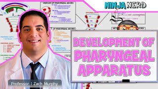 Embryology  Development of Pharyngeal Apparatus [upl. by Bevvy]