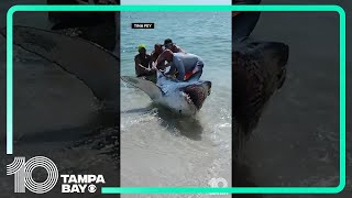 Group helps shark back into the water on beach in Pensacola Florida [upl. by Yolande303]