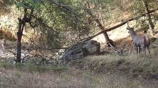 Sambar Deer Alarm Call  Ranthambore National Park Zone No 2 [upl. by Jem]