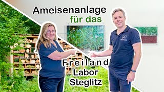 ANTSTORE im Freilandlabor Steglitz  Messor barbarus Anlage [upl. by Alamat859]