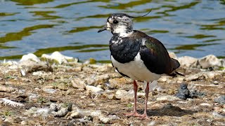 Lapwing Call  Bird Songs and Sounds [upl. by Ttayw236]