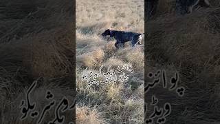 Pointer dog  dog lover training animals nature beautiful wildlife [upl. by Aihsenot659]