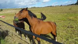 horse Equus ferus caballus [upl. by Montague502]