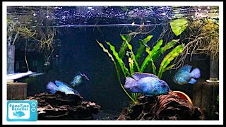 Nine Great Beginner Cichlids [upl. by Elrak]