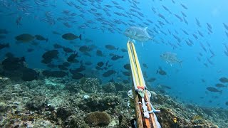 surganya bawah laut pulau seram Maluku 🤩  spearfishing Indonesia [upl. by Adnahsar13]