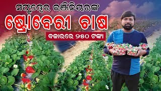 ଯୁବ ଇଞ୍ଜିନିୟରଙ୍କ ଷ୍ଟ୍ରୋବେରୀ ଚାଷ  Strawberry farming by a software engineer in Odisha [upl. by Adnotal]