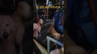 단감 먹고싶은 골든리트리버 매년 매일1개씩 먹는건데 바빠서 조금씩 따줬더니 환장하네요 짱아네가족 3대가사는집 goldenretriever [upl. by Regnij]