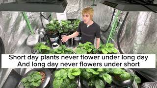 How to grow indoors hydroponic strawberries at home year round [upl. by Ettennod731]