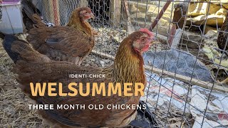 Welsummer 3MonthOld Chickens [upl. by Aninep222]