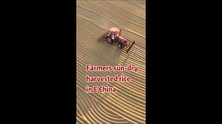 Farmers sundry harvested rice grains in E China [upl. by Oiceladni]