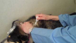 How to Apply Flea amp Tick Topical Medication to a Pet [upl. by Gotthelf575]