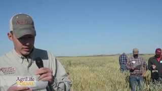 Triticale provides grazing advantages [upl. by Abner]