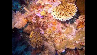 Colony of Clavelina detorta tunicates at Galaxy dive site Raja Ampat 22 Apr 2019 [upl. by Elfrieda]