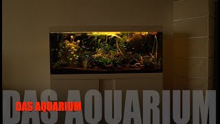 Aquarium Eheim 240l Vivaline Corydoras Roter Neon Fünfgürtelbarbe Smaragdprachtbarsch Salmler [upl. by Nylireg526]