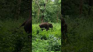 Majestic Elephants at Nagarahole A Golden Hour Surprise [upl. by Ecinwahs]