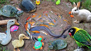 Mancing ikan hias dikolam ikan cupang ikan koi ikan lele ikan mas kurakura bebekpart696 [upl. by Ambros]