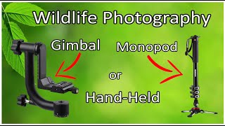 Wildlife Photography  TripodGimbal Monopod or HandHeld [upl. by Edyaj]