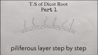 how to draw a TS Dicot Root step by step 11th standard  Botany [upl. by Croner]