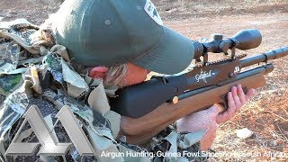 Airgun Hunting Guinea Fowl Shooting in South Africa [upl. by Henden357]