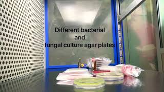 Different bacterial and fungal culture agar  veterinary microbiology [upl. by Ardnuassac518]