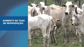 Casos de Sucesso 021 Faz Bodoquena  Uma fazenda com 42 mil animais [upl. by Lledor655]