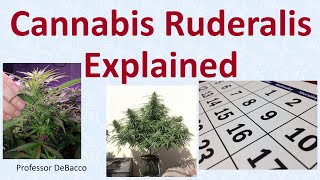 Cannabis Ruderalis Explained [upl. by Barbarese]