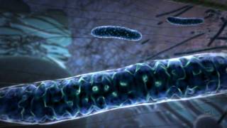 Powering the Cell Mitochondria Animation [upl. by Egamlat]