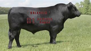 Journey E1702  A Registered Balancer GelbviehAngus Hybrid Bull [upl. by Lyreb237]